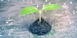 młoda roślinka wyrasta z ziemi otoczona przez układy scalone - symbol ofert pracy w Marketingu, E-commerce, HR